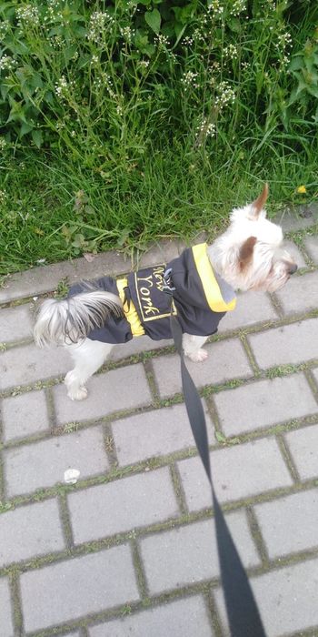 kurtka ubranko moro ,zimowe dla jamnik ,mops .york szyte na miare