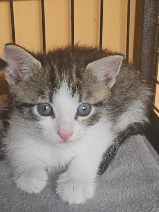 Mamisynuś Eufrat szuka domu