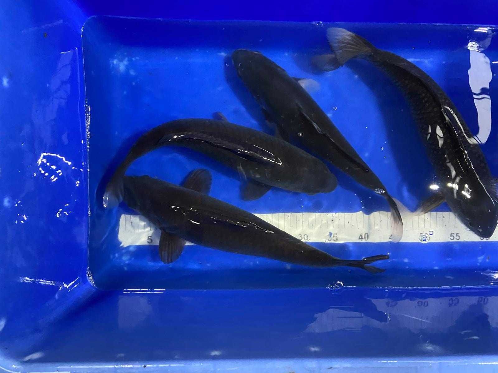 Karp Koi Oryginalny z Japonii