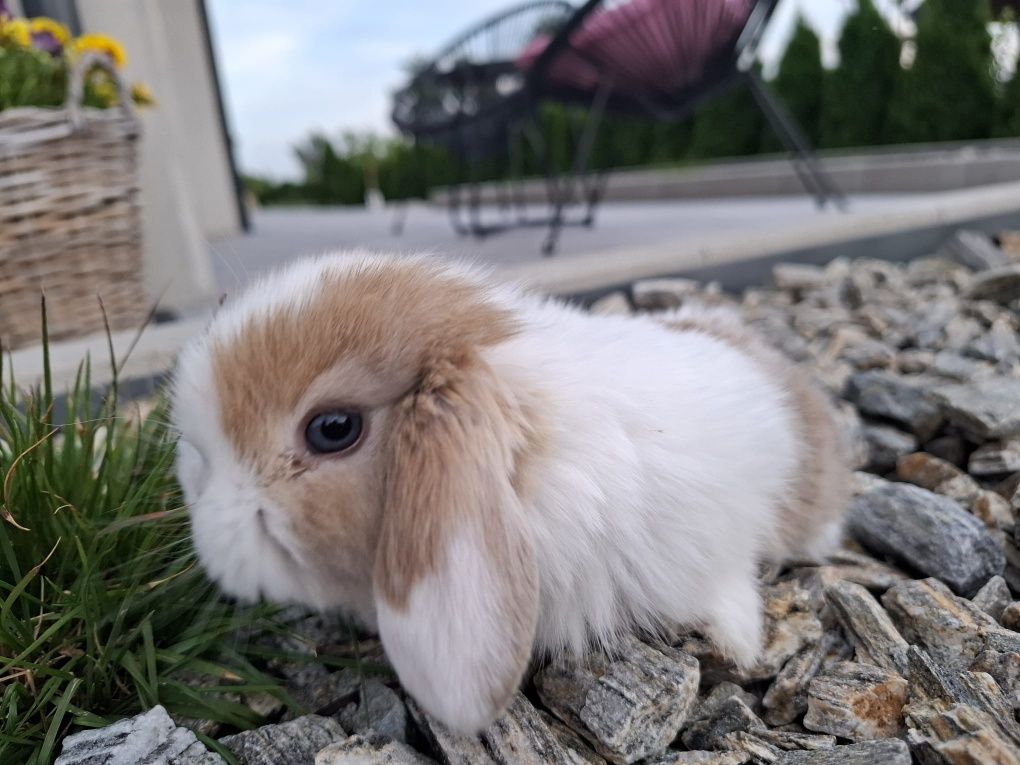 Króliczek miniaturka mini lop