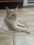 Kocur maine coon do hodowli