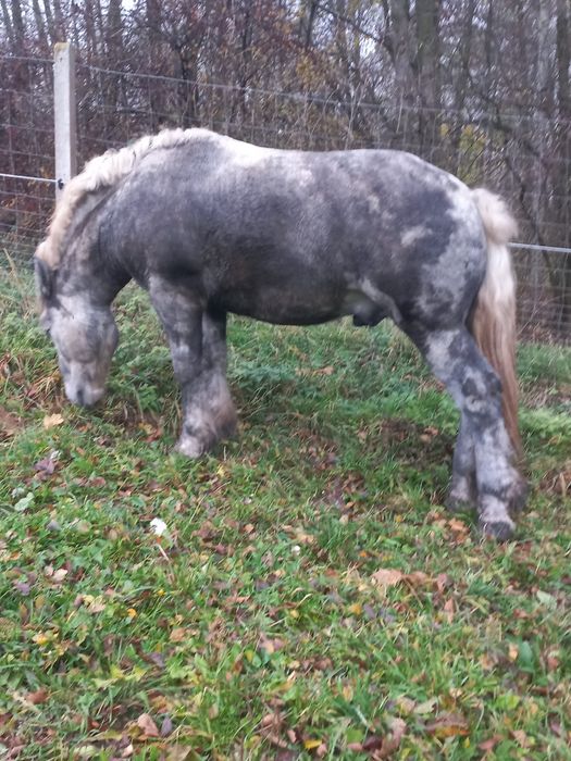 Ogier zimnokrwisty 1.5 roku