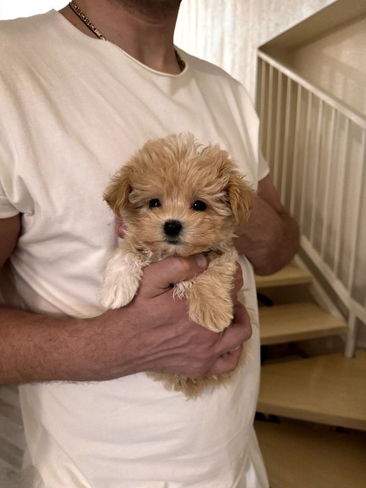 Микро мальтипу мальчик ф1, хлопчик мальтіпу мікро, maltipoo micro f1