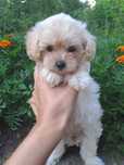 Неймовірний шикарний Maltipoo F1 mini. Мальтезе+Тедді Пудель(Китай) .