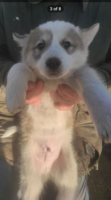 хлопчик безкоштовно