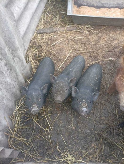 Продаються В'єтнамські поросята.