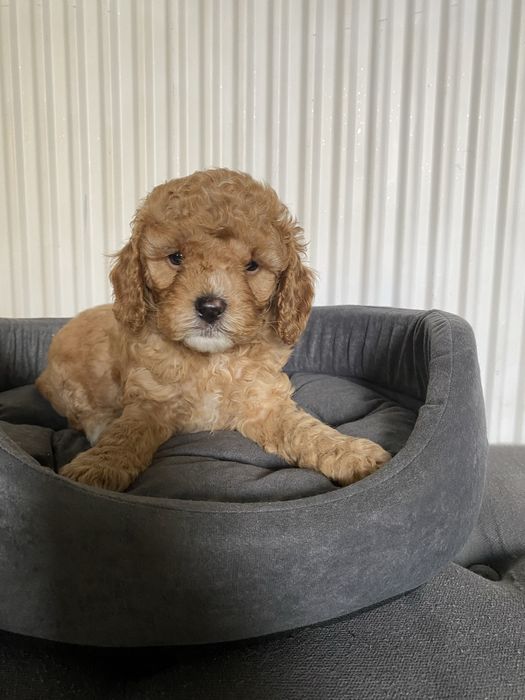 Cavapoo F1B Alex Cavapoo&Pudel miniaturowy