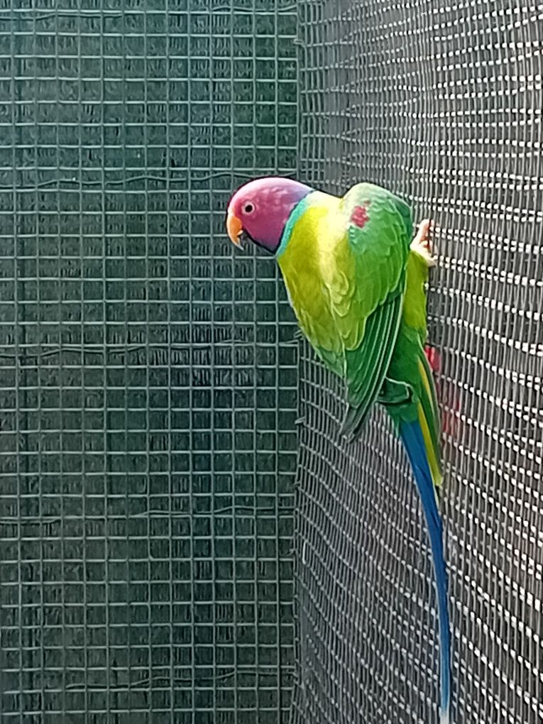 Vendo cabeça de ameixa