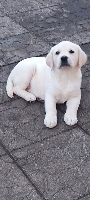 Шоколадный Лабрадор с Документами ЧИП Доставка в Германию