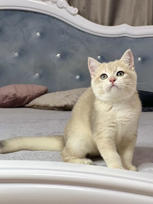 Британська золота шиншилла