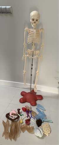 Kostek Szkielet człowieka z narządami, Deagostini Model