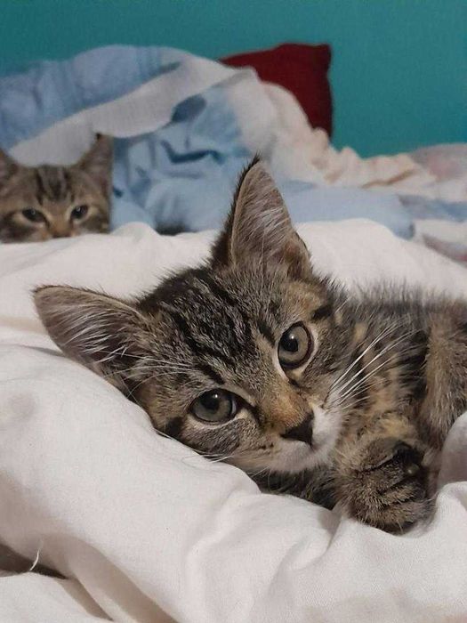 Kocurki 3,5 miesięczne  bardzo ze sobą zżyte,do adopcji razem.