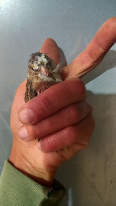 Híbridos  de pintassilgo ×canaria  2025