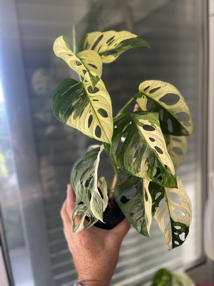 Planta Monstera adansonii variagata