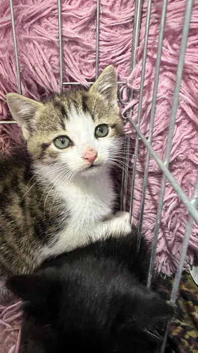 jego mama zginela :( 7 tygodniowy Gizmo do adopcji