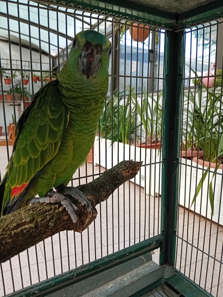 Papagaio Amazona Aestiva