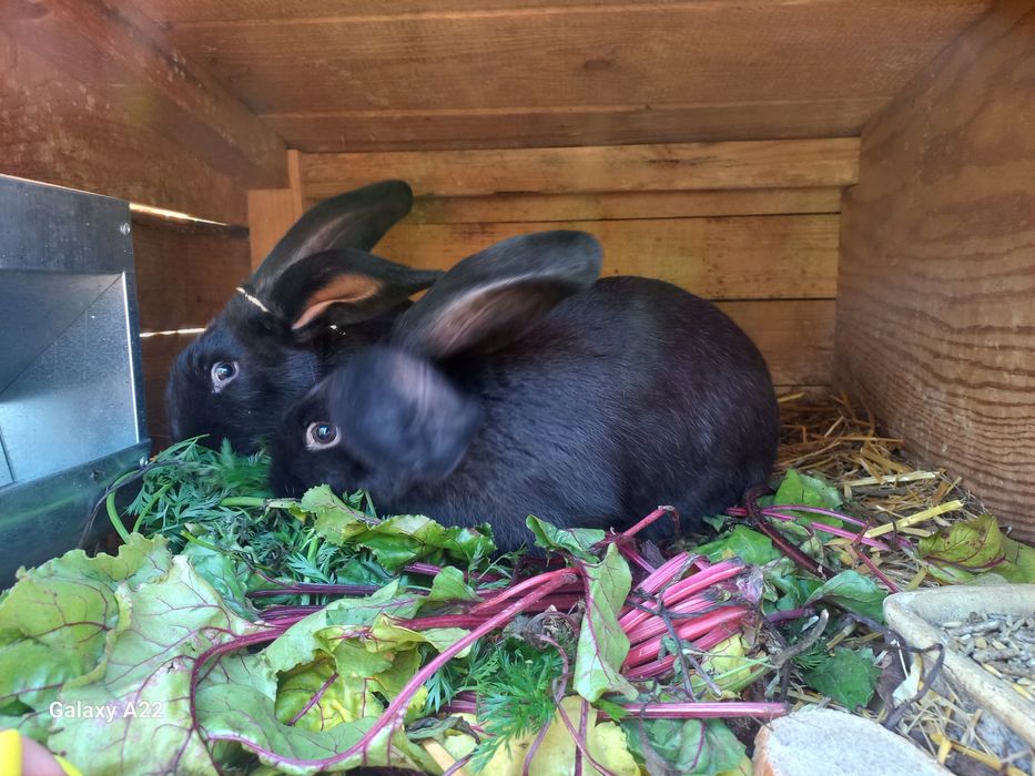 Samica samice króliki srokacze olbrzymy 5 miesięczne