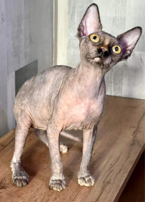 Бамбіно, ельф, сфінкс