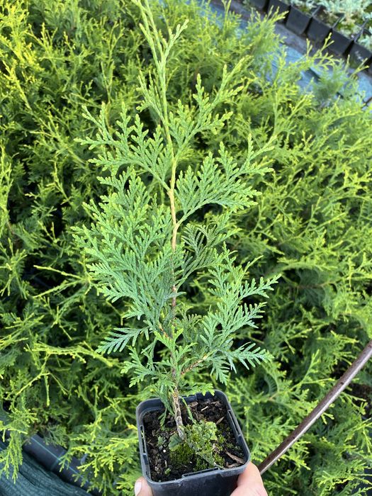 Туя брабант 30-40см