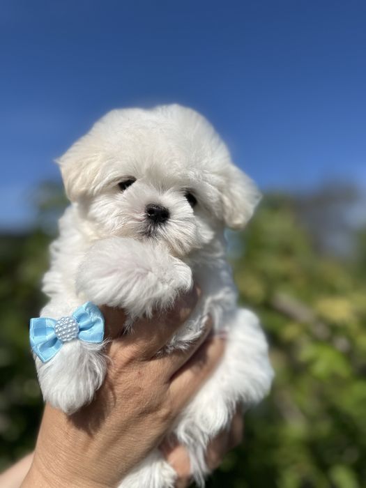 Малишка Мальтезе  міні