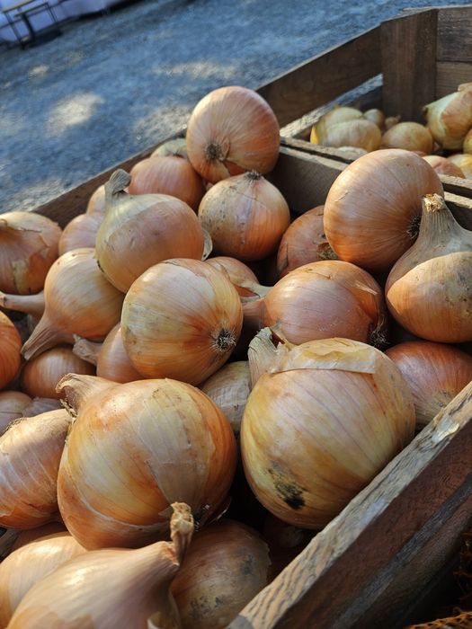 Cebula bardzo dobra do jedzenia