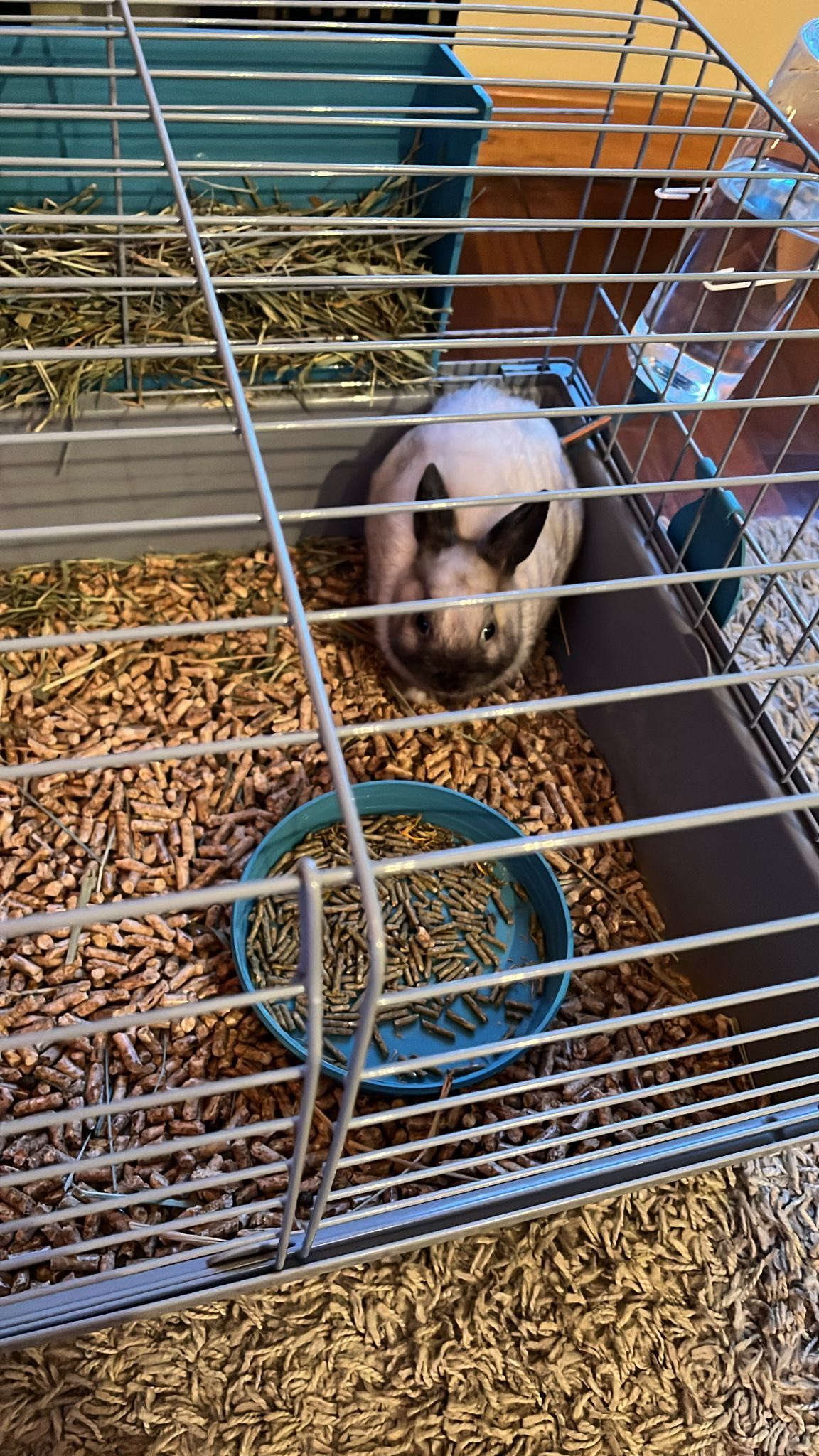 Coelha anã com gaiola