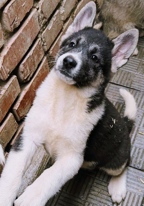 Різні цікаві породні