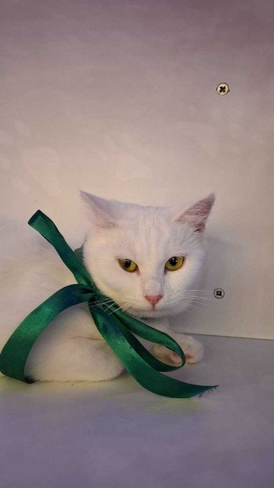 Кому пухнасту блондинку ?