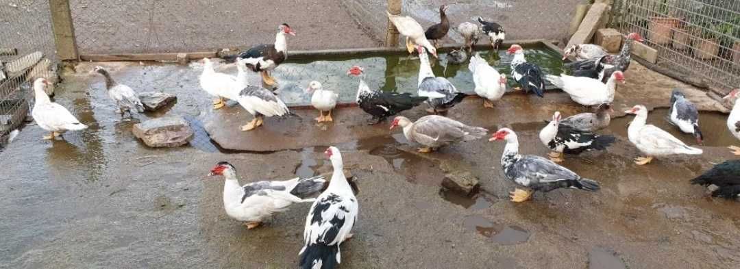 Gansos perus galinhas fracas cisnes