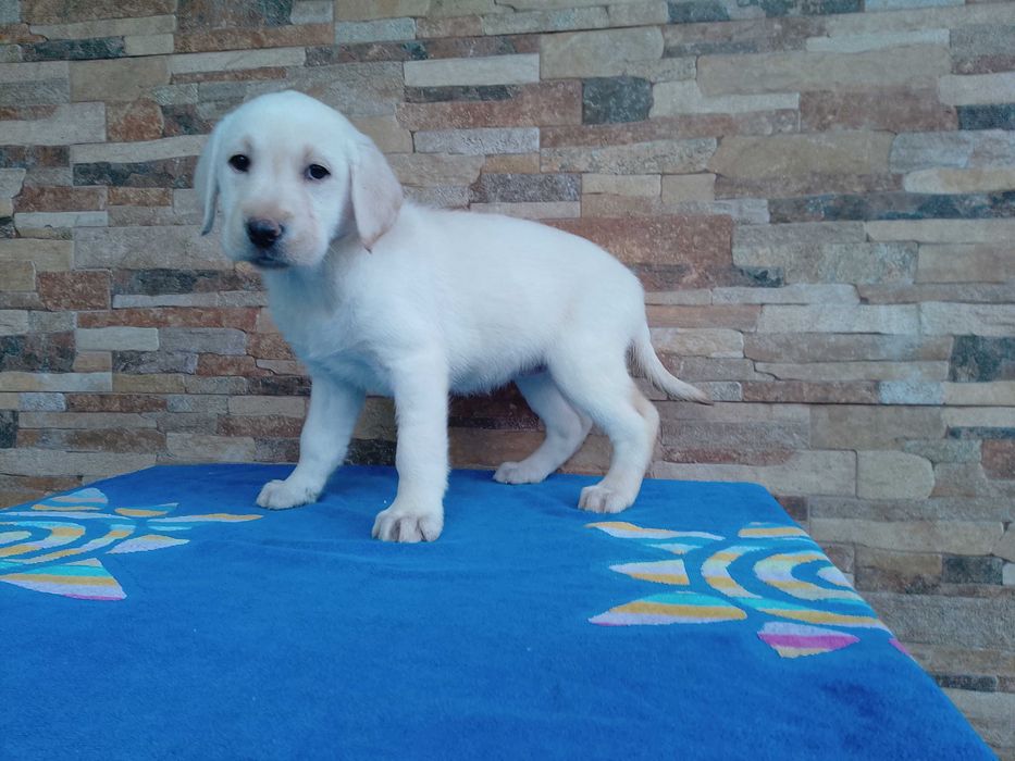 Labrador Retriever biszkopcik
