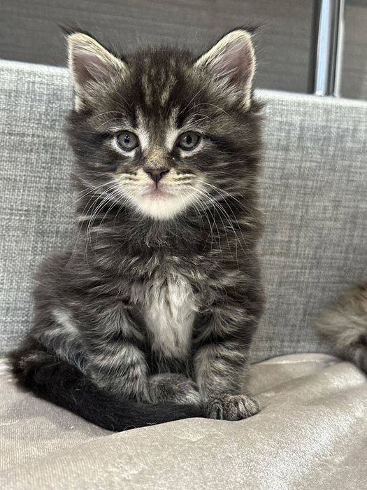 Молодий Мейн Кун в'язка