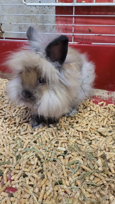 Królik miniaturka lewik