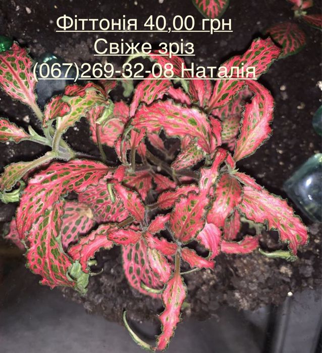 Фіттонія види Фіттонія