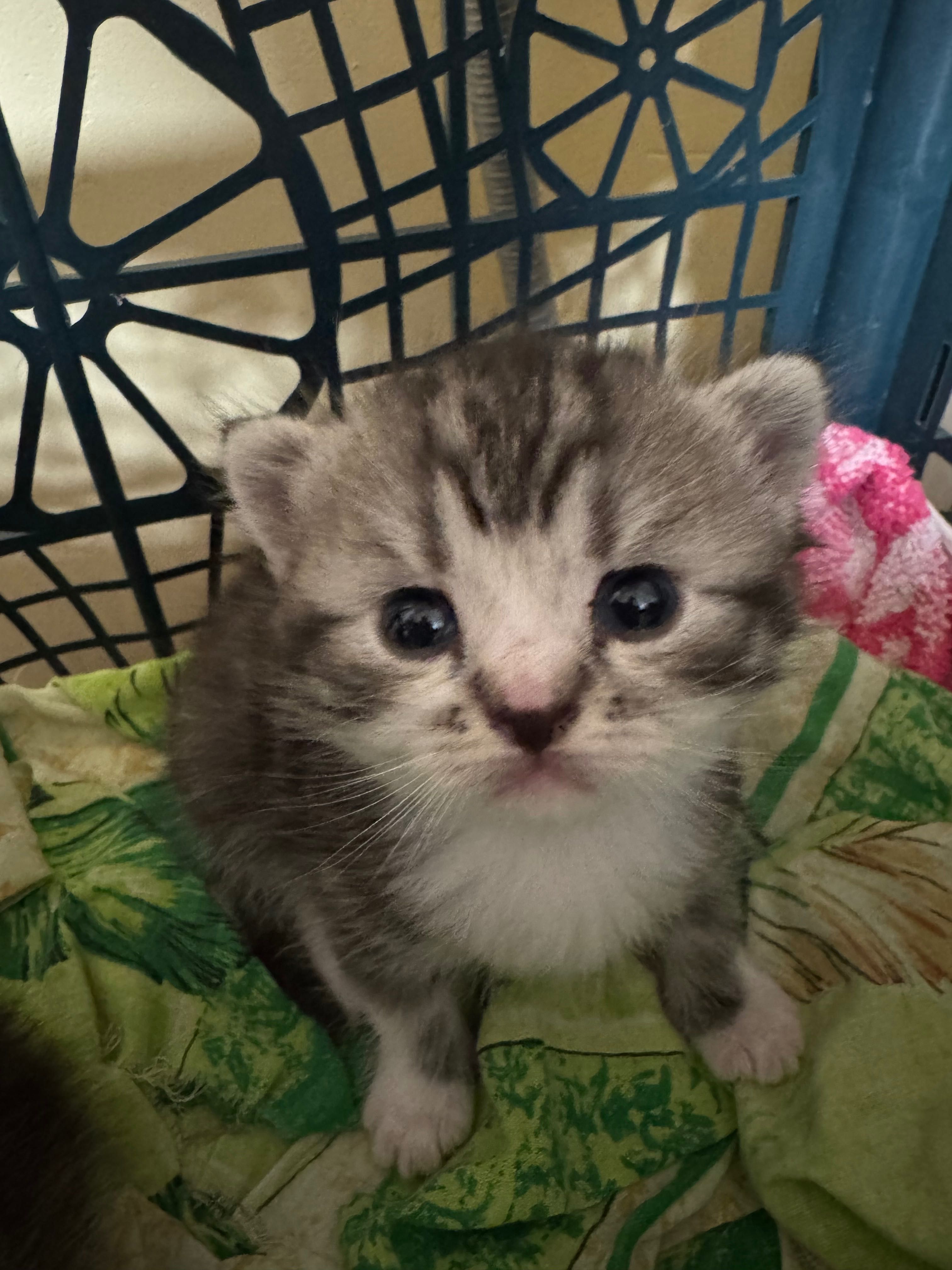 Чий котик? Знайдено р-н Жучка