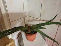 Roślina Gasteria