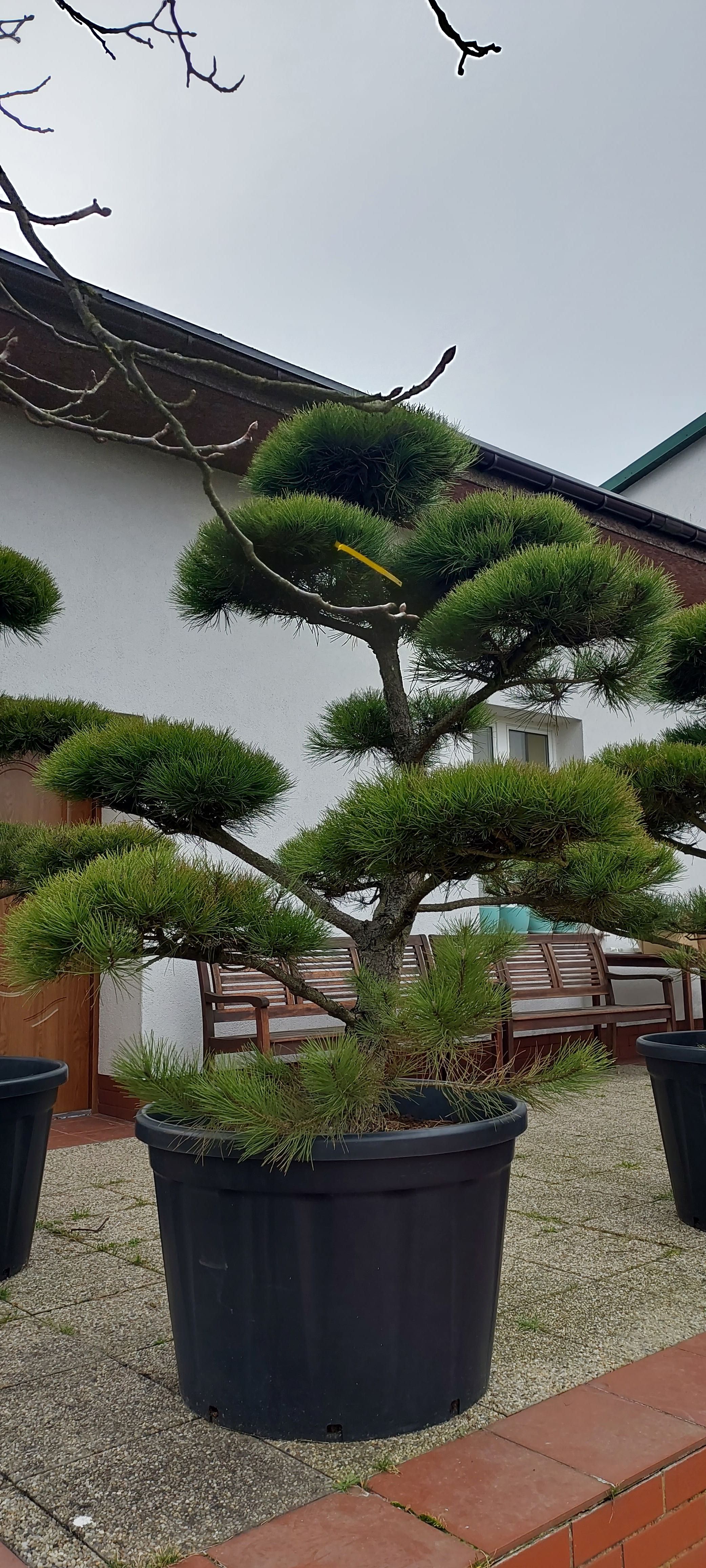 Bonsai sosna bonsai 250 - 300 cm super jakość producent ok duży wybór