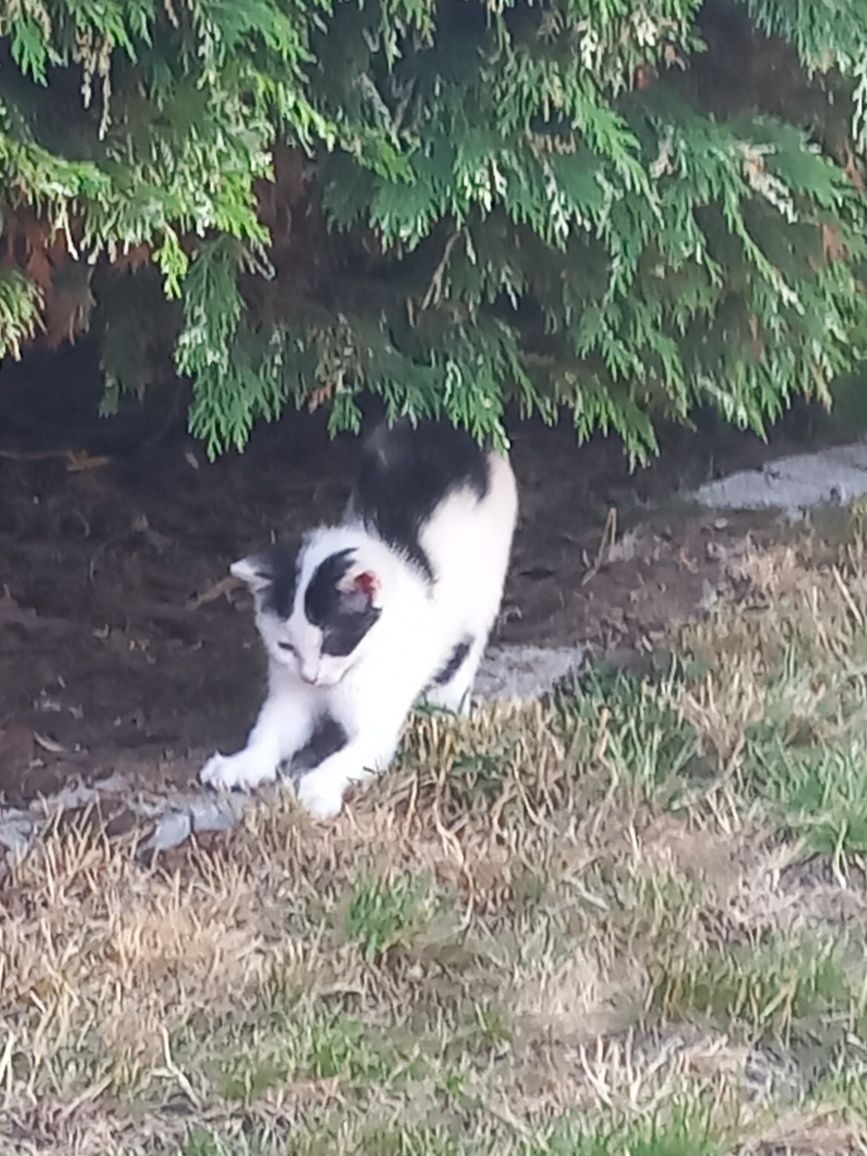 Kot kotek koteczek