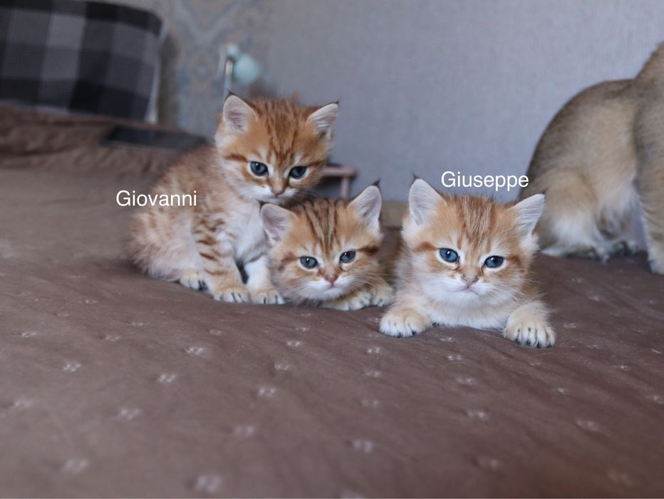 Британські золоті шиншили —  супер хлопчики!