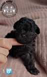 Chlopczyk srebrny pudel toy - teacup
