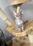 Devon rex jojo Kocurek