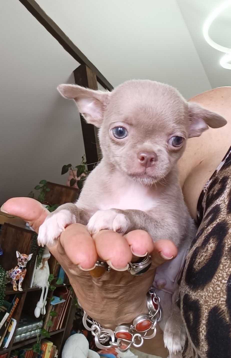 *** Gotowy do odbioru *** Śliczny Liliowy Chłopczyk Chihuahua ***