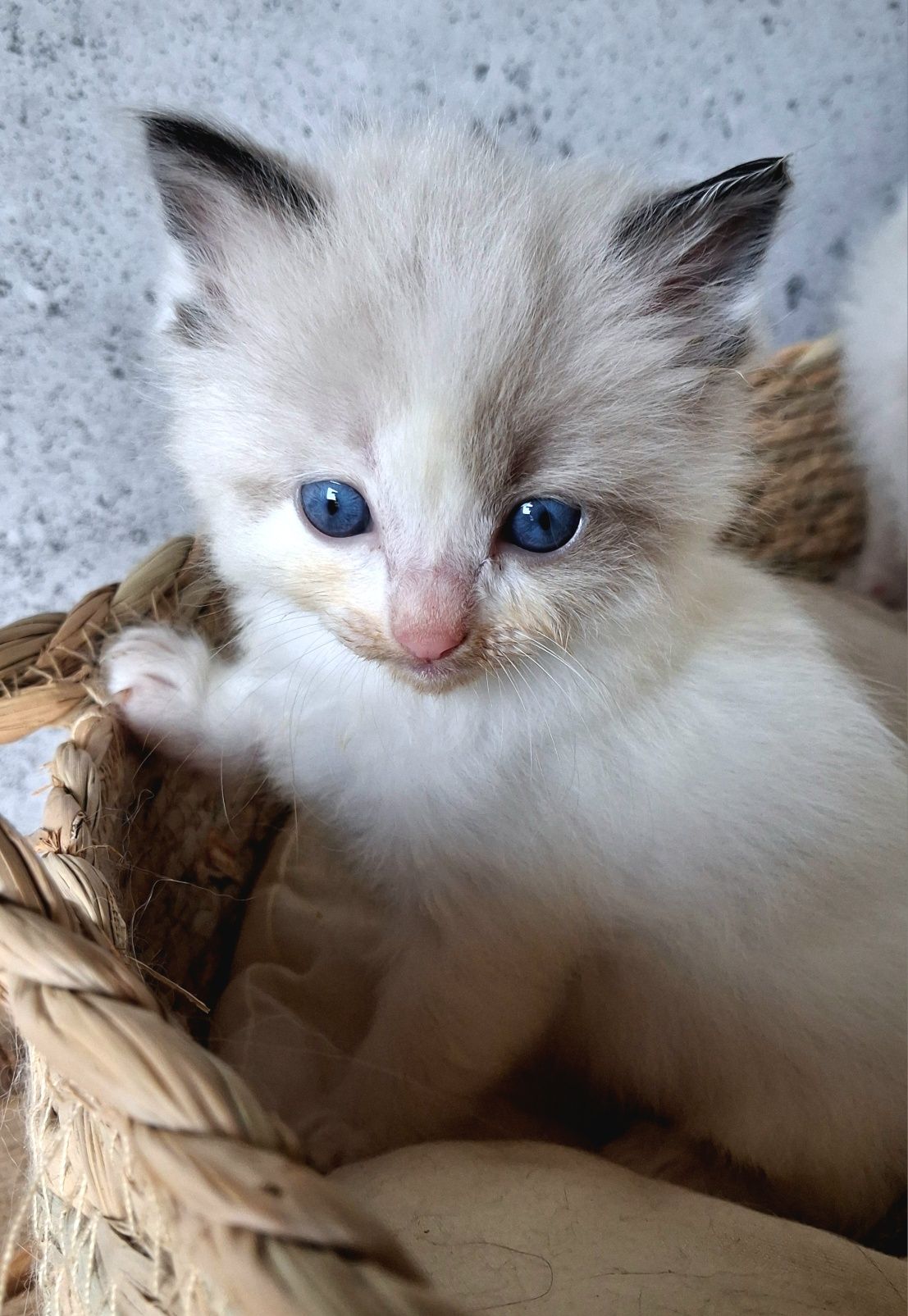 Ragdoll kotka WCF