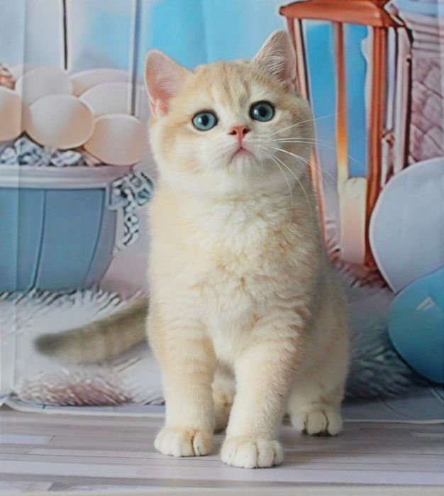 Британський красень- яскраве голубе золото чекає вас