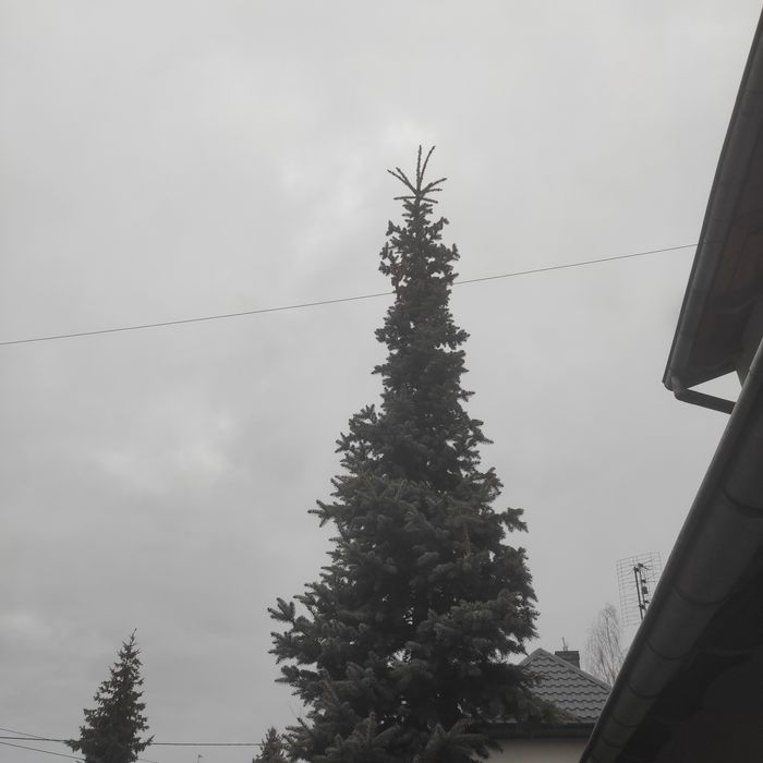 Choinka, świerk srebrny