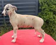 Whippet rodowód ZKwP/FCI