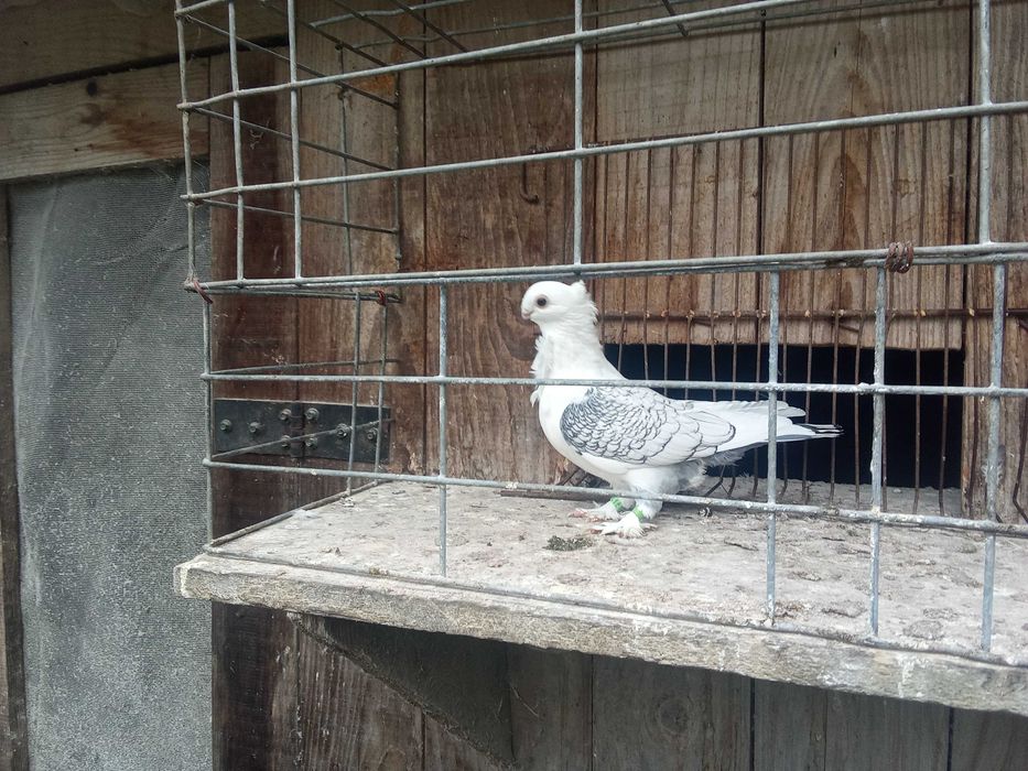 mewka orientalna satynety samiec