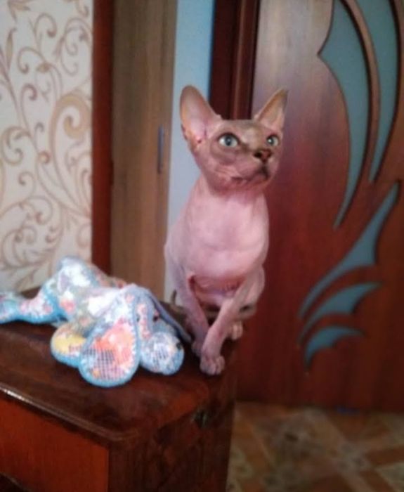 В'язка канадський сфінкс