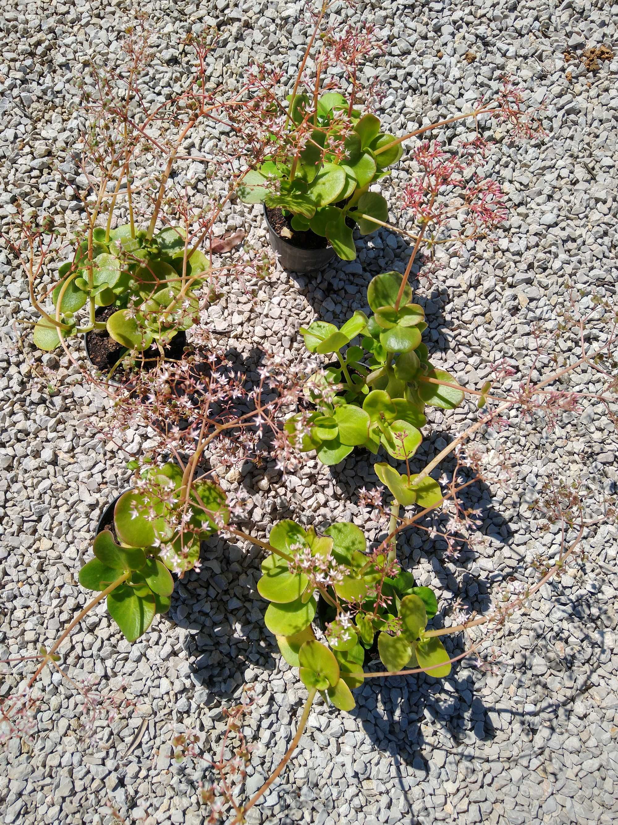 Plantas Crassula multicava