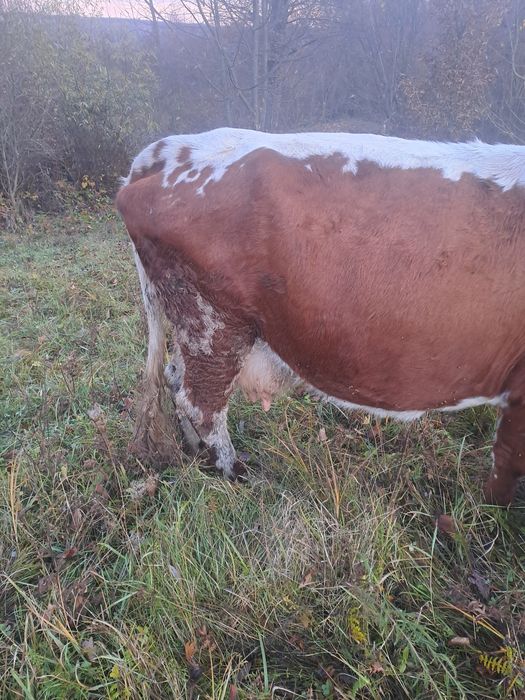 Продам Корову тільна