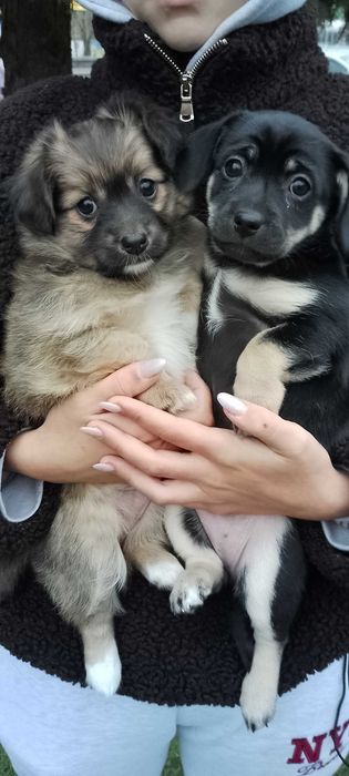 Малесенькі дівчата